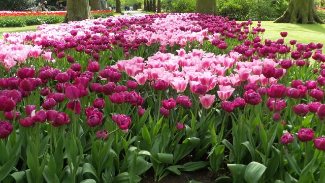 2014-04-17 Holland Tulips 55.jpg